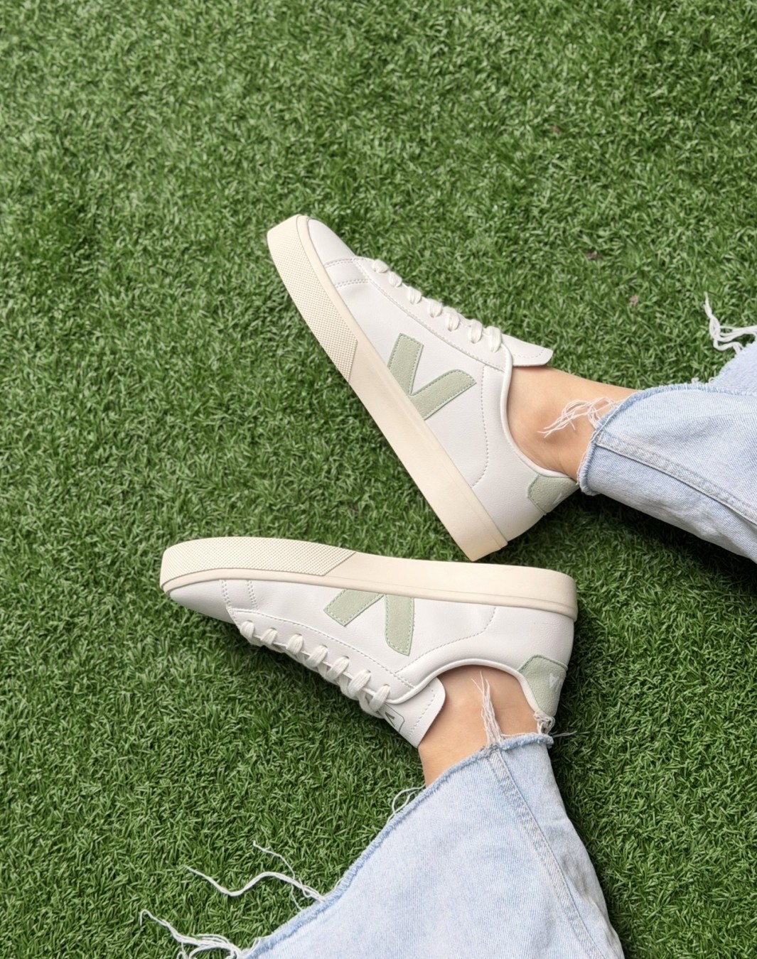 وجا سفید سبز